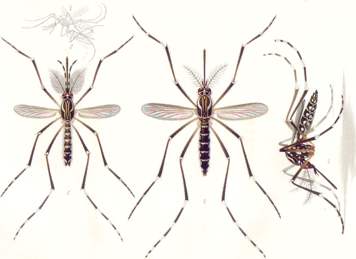 Planche réalisée par Emil August Goeldi en 1905 représentant un moustique Aedes aegypti mâle (à gauche) et femelle (au centre et à droite)